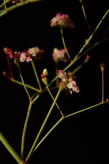 Eriogonum thurberi