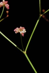 Eriogonum thurberi