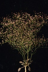 Eriogonum thurberi