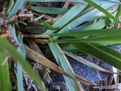 Microlaena tasmanica