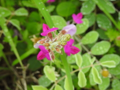 Tephrosia lindheimeri