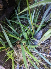 Microlaena tasmanica