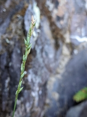 Microlaena tasmanica