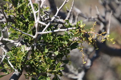 Searsia burchellii