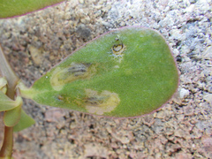 Pegomya rufescens
