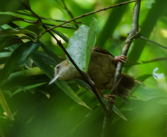 Malacocincla abbotti