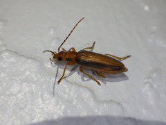 Oxycopis suturalis