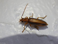 Oxycopis suturalis