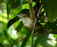 Malacocincla abbotti