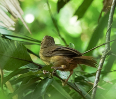 Malacocincla abbotti