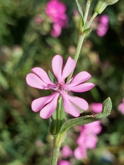 Silene colorata image