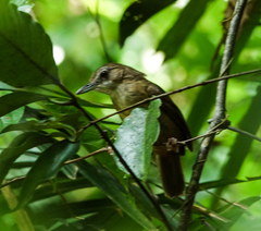 Malacocincla abbotti