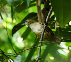 Malacocincla abbotti