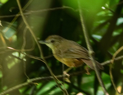 Malacocincla abbotti