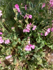 Silene colorata image