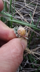 Rhopalomyia obovata