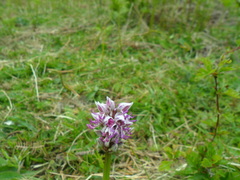 Orchis simia