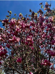 Magnolia liliiflora