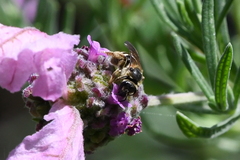 Halictus farinosus