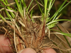 Carex tonsa