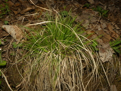 Carex tonsa