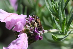 Halictus farinosus