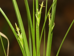 Carex willdenowii