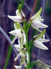 Prasophyllum striatum