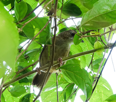 Malacocincla abbotti