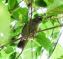 Malacocincla abbotti