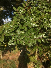 Nothofagus solandri