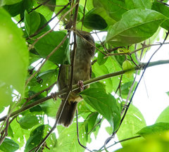 Malacocincla abbotti