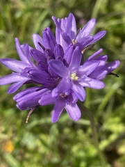 Dichelostemma
