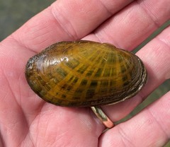 Cambarunio taeniatus