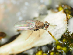 Hydrelliinae