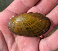 Cambarunio taeniatus