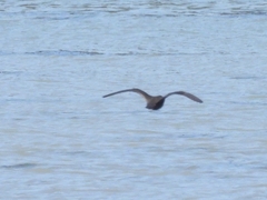 Haematopus bachmani