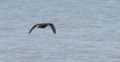 Haematopus bachmani