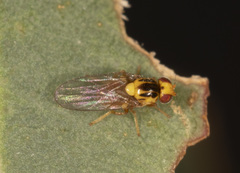 Chloromerus