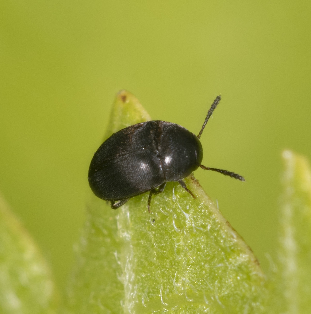 Pseudonemadus