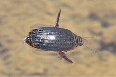 Acilius abbreviatus