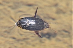 Acilius abbreviatus