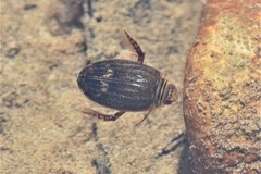 Acilius abbreviatus