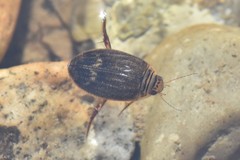 Acilius abbreviatus