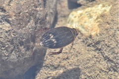 Acilius abbreviatus