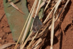 Callophrys mossii
