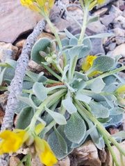 Physaria chambersii