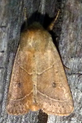 Ulolonche culea