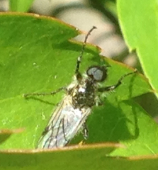 Bibio albipennis