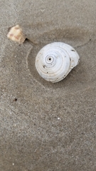 Architectonica nobilis